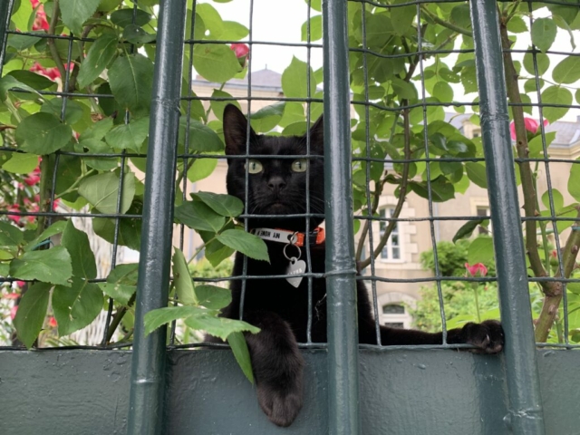 Maison Bout du monde chambres d'hôtes de charme à Angers le chat Olive